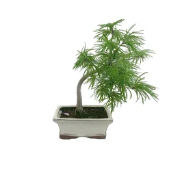 MITTON - Bonsaï Larix - 5/6 ans