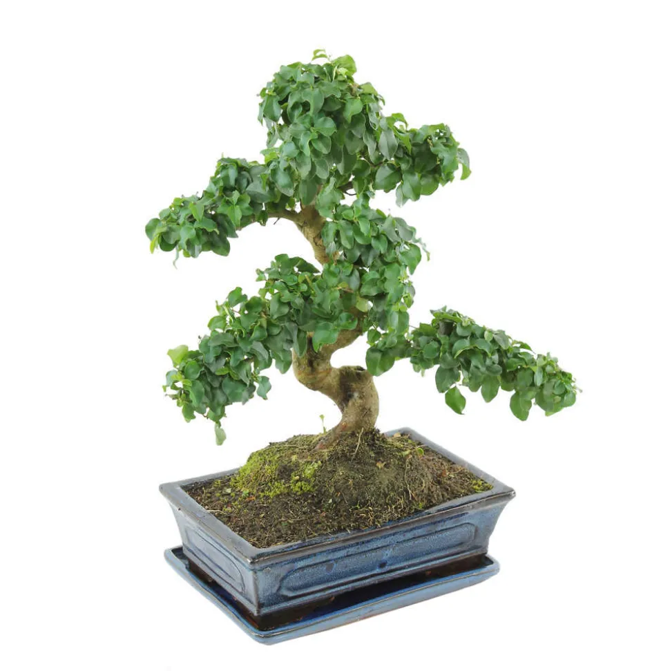 MITTON - Bonsaï Ligustrum: 10-12 ans étage