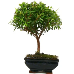 MITTON - Bonsaï Myrte:3-4 ans
