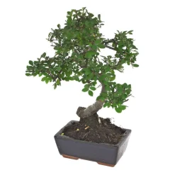 MITTON - Bonsaï Orme de Chine :5-6 ans étage