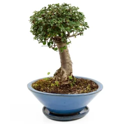 MITTON - Bonsaï Orme de Chine :5-6 ans boule