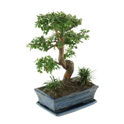 MITTON - Bonsaï Orme de Chine :10-12 ans étage