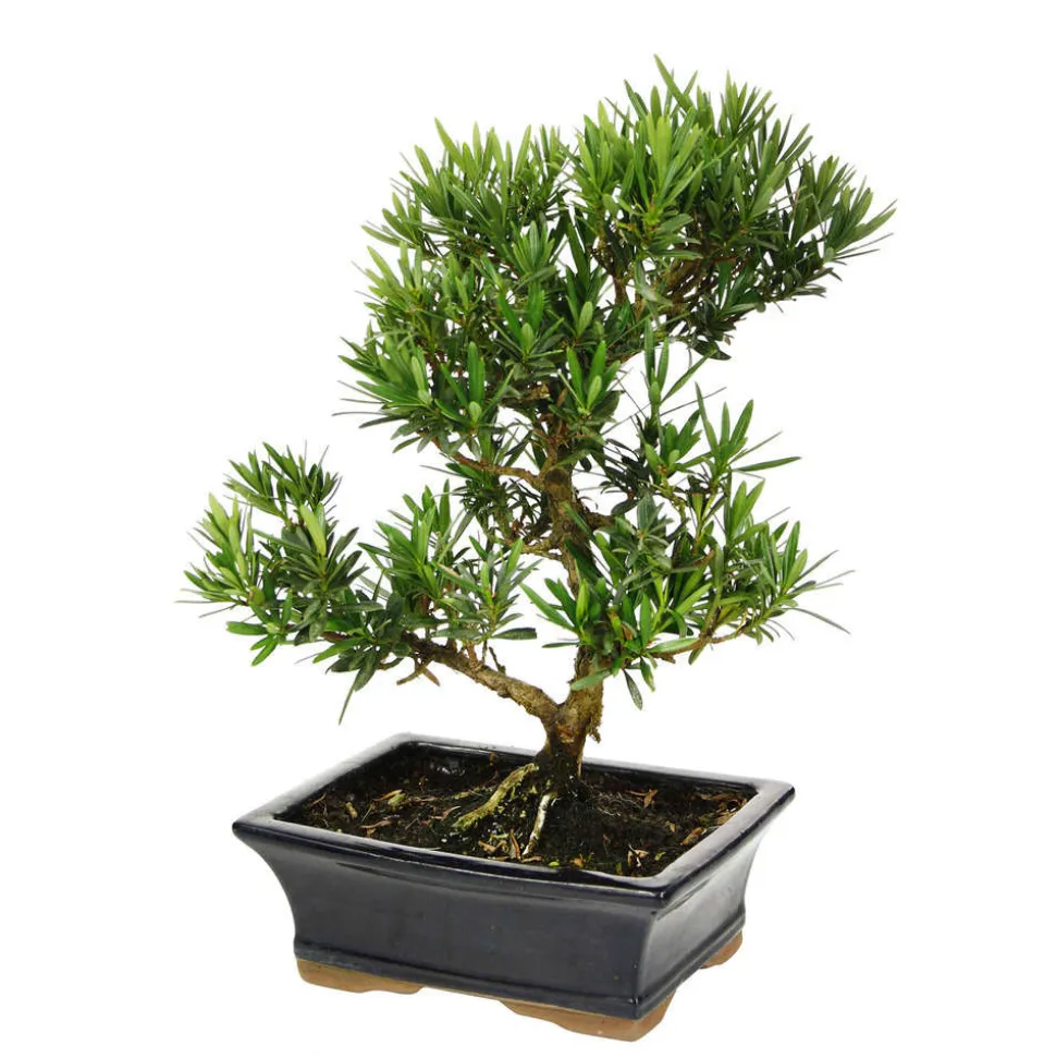 MITTON - Bonsaï Podocarpus :7-9 ans étage