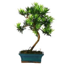 MITTON - Bonsaï Podocarpus : 5-6 ans