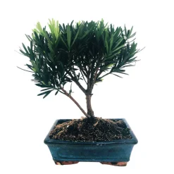 MITTON - Bonsaï Podocarpus :7-9 ans boule
