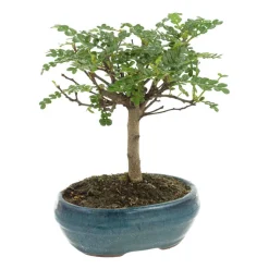 MITTON - Bonsaï Poivrier :5-6 ans boule