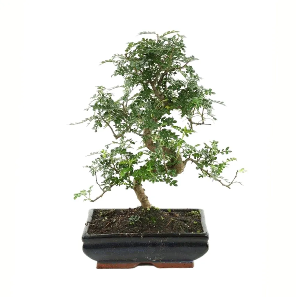 MITTON - Bonsaï Poivrier :13-14 ans étage