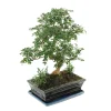 MITTON - Bonsaï Poivrier :10-12 ans étage