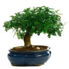MITTON - Bonsaï Poivrier :7-9 ans étage