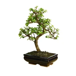 MITTON - Bonsaï Portulacaria:7-9 ans étage