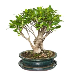 MITTON - Bonsaï Portulacaria:7-9 ans étage