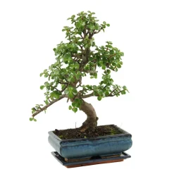 MITTON - Bonsaï Portulacaria:10-12 ans étage