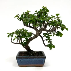 MITTON - Crassula 5/6 ans