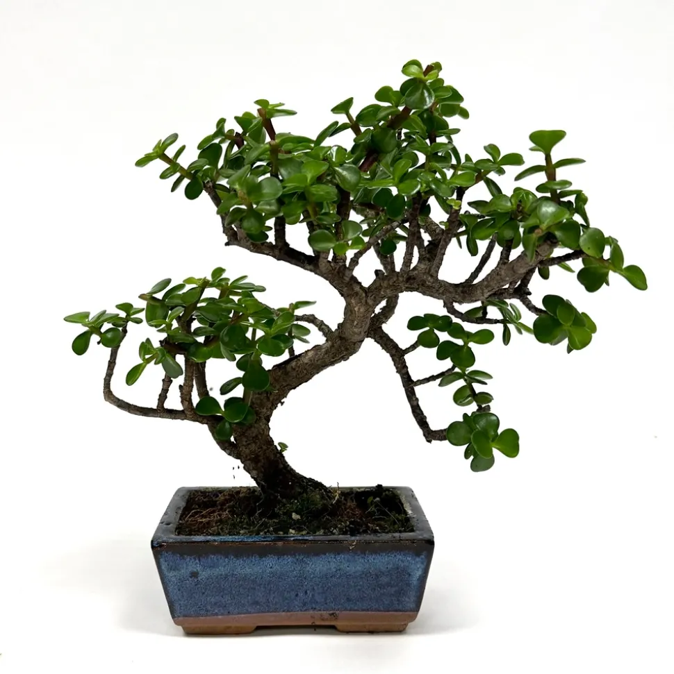 MITTON - Crassula 5/6 ans