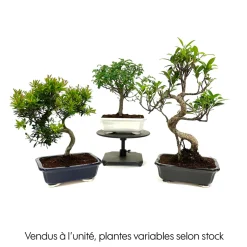 Mix bonsaï 6/8ans avec soucoupe