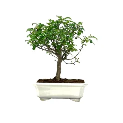 Mix bonsaï 6/8ans avec soucoupe