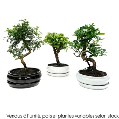 Mix bonsaï 8/9ans avec soucoupe