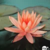 Nénuphar précultivé orange