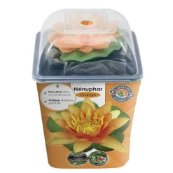 Nénuphar précultivé orange