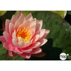 Nénuphar précultivé orange