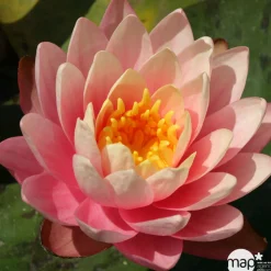 Nénuphar précultivé orange