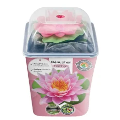 Nénuphar précultivé rose
