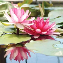 Nénuphar précultivé rose