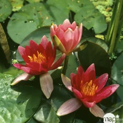 Nénuphar précultivé rouge