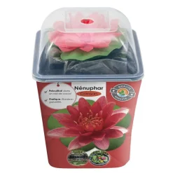 Nénuphar précultivé rouge