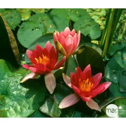 Nénuphar précultivé rouge