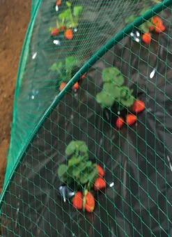 NORTENE - Filet de protection oiseaux 