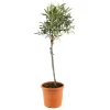 Olivier (Olea europaea) sur tige : H65/70cm, pot 3L