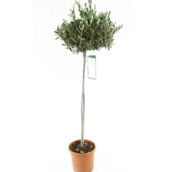 Olivier, Olea europaea, sur tige H120/140cm : pot D24cm