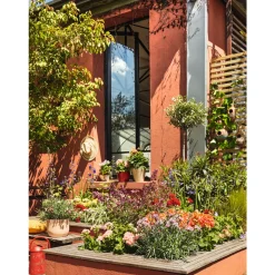 Olivier, Olea europaea, sur tige H120/140cm : pot D24cm