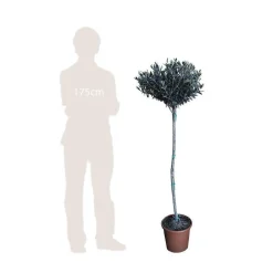 Olivier, Olea europaea, sur tige H120/140cm : pot D24cm