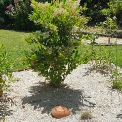 OLLAS ORIGIN - Céramique d'irrigation Ollas Jamet Origin n°6 - 12L