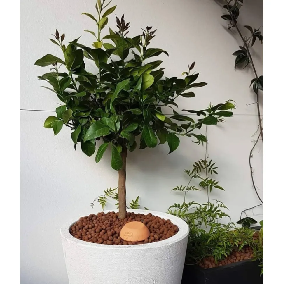 OLLAS ORIGIN - Céramique d'irrigation Ollas Jamet Origin n°3 - 3L