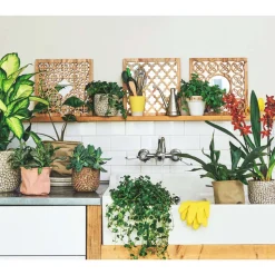 Orchidée Cambria 2 tiges - pot D.12 cm