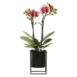 Orchidées colibri | orchidée phalaenopsis jaune/rouge - espagne + pot flottant noir - taille du pot 9cm - hauteur 45cm