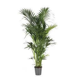 Palmier Kentia : pot de D.30cm - H.240/260cm