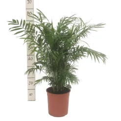 Palmier nain (chamadorea) : pot d.19cm