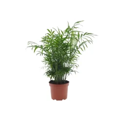 Palmier nain: pot d.17 cm h.40/60cm