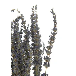 PARIS PRIX - Bouquet de fleurs séchées "lavande" 73cm mauve