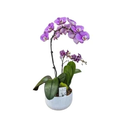 Phalaenopsis 1 tige XL et 2 tiges mix : en coupe de D.18cm/H.70cm