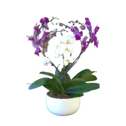Phalaenopsis 5 tiges XL mix : en coupe de D.30cm/H.85cm