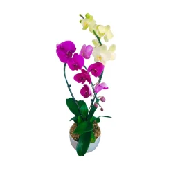 Phalaenopsis 2 tiges XL mix : en coupe de D.24cm/H.75cm