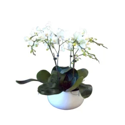 Phalaenopsis blanc 4/5 tiges : en coupe de D.18cm/H.50cm