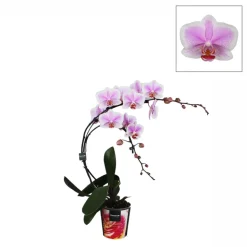 Phalaenopsis 'Boemerang' hauteur 50 cm, coloris variables - Pot D.12cm