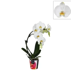 Phalaenopsis 'Boemerang' hauteur 50 cm, coloris variables - Pot D.12cm