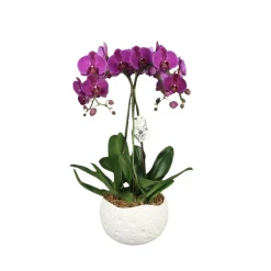 Phalaenopsis fuschia 3 tiges XL : en coupe de D.27cm/H.85cm